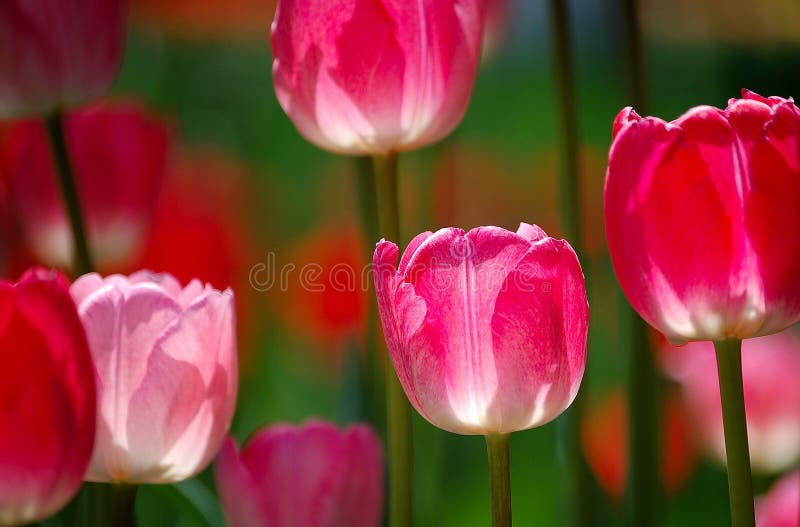 Tulip Flowers Field. Spring Landscape Stock Photo Image of garden