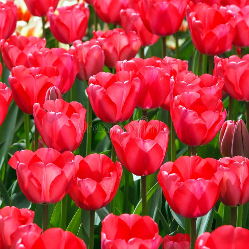 Tulip flowers background stock image. Image of flora 38418021