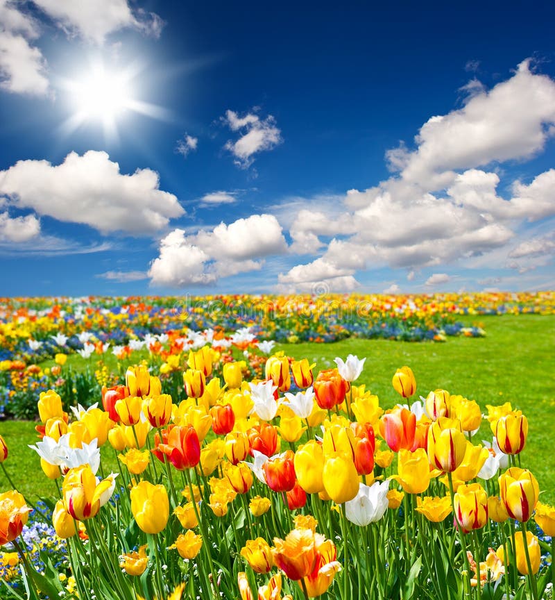 Tulip flowers bed on blue sky
