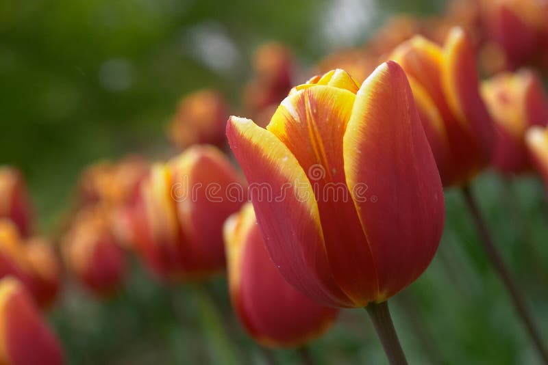 Tulip flowers in bloom stock photo. Image of tulipa, colors 1535008