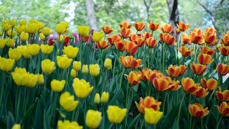 Tulip Flowers Blooming Garden Bed sulla scena della natura di stagione primaverile Bello gruppo di vari tulipani variopinti al ca immagini stock Tulip Flowers Blooming Garden Bed sulla scena della natura di stagione primaverile Bello gruppo di vari tulipani variopinti al ca immagini stock