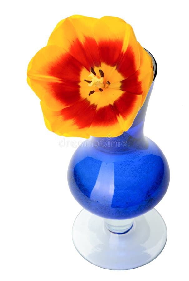 Tulip Flowers In A Blue Glass Vase Isolated Stock Image tulip flowers blue glass vase isolated
