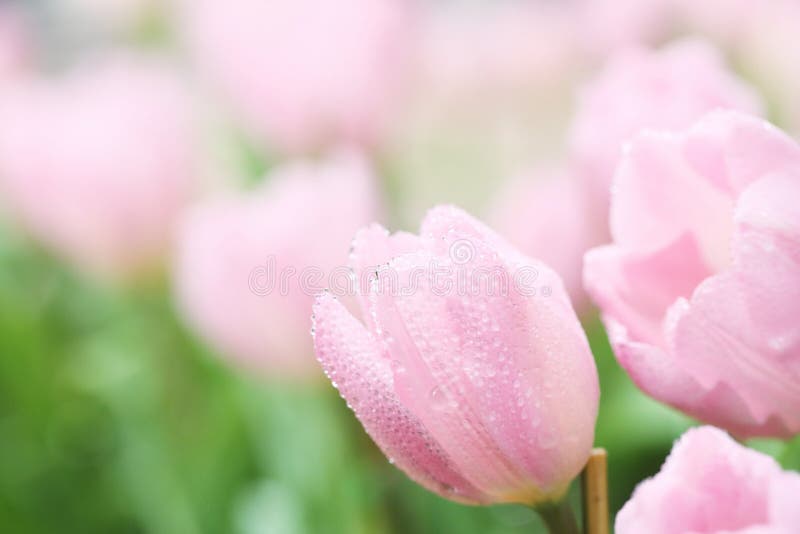 Tulip flowers stock photo. Image of beautiful, bright 48922872