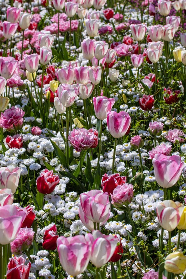 Tulip Flowers stock photography