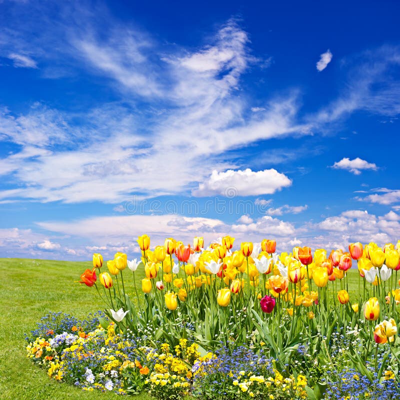 Tulip flowers field on blue sky