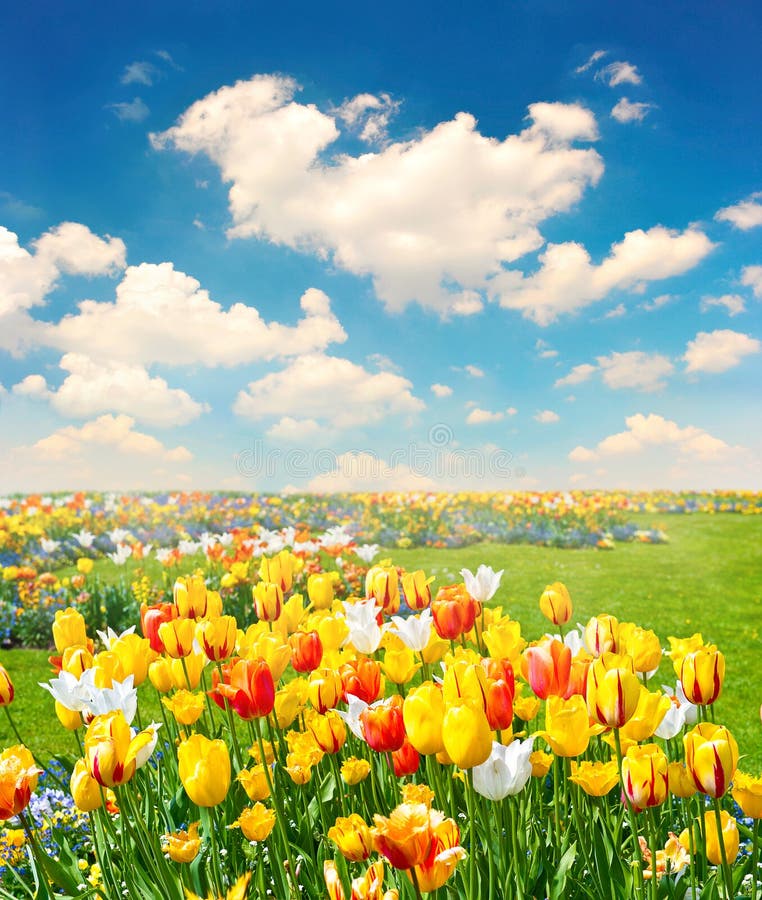 Tulip flowers field over blue sky