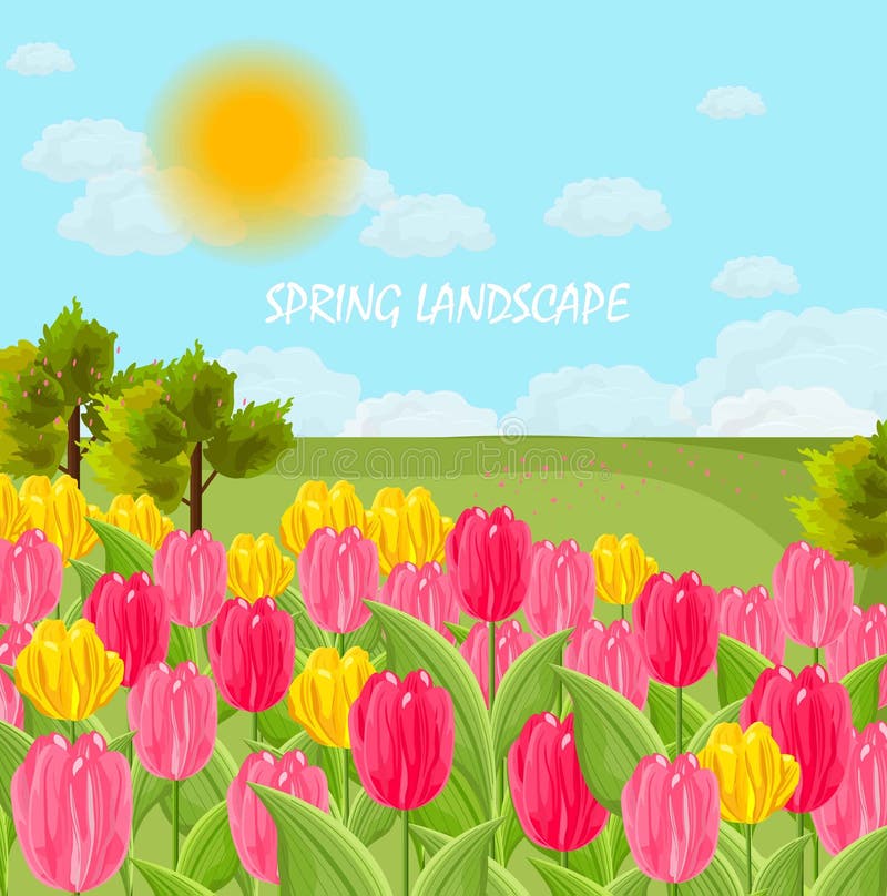 Tulip flowers field Vector. sunny day blue sky royalty free illustration