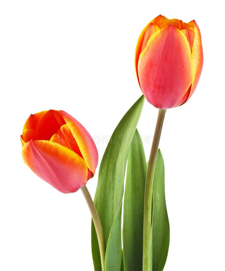 Red Tulip with Leaves on a White Background. Colored Tulip, Tulip