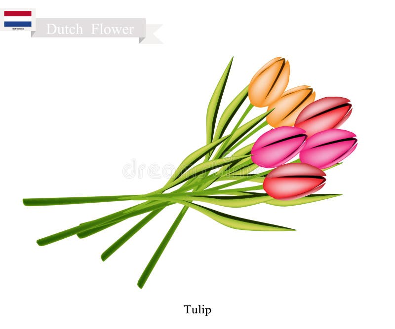 Tulip Flowers, La Flor Nacional De Países Bajos Ilustración del Vector -  Ilustración de indicador, flora: 99982925