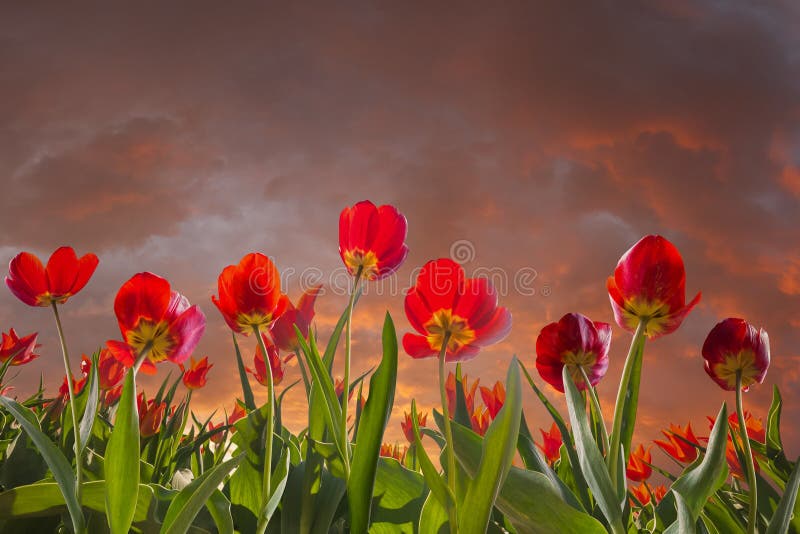 Tulip Flowers Meadow and Sky Stock Photo - Image of landscape, morning ...