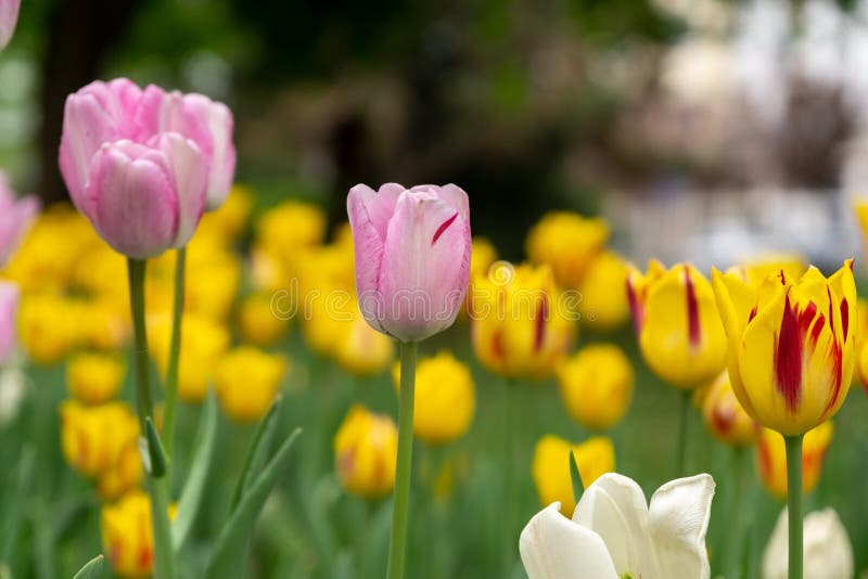 Tulip flowers and other spring flowers in grass in garden.