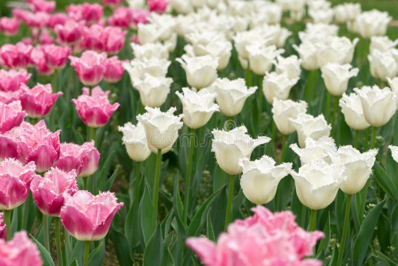 Tulip flowers and other spring flowers in grass in garden.