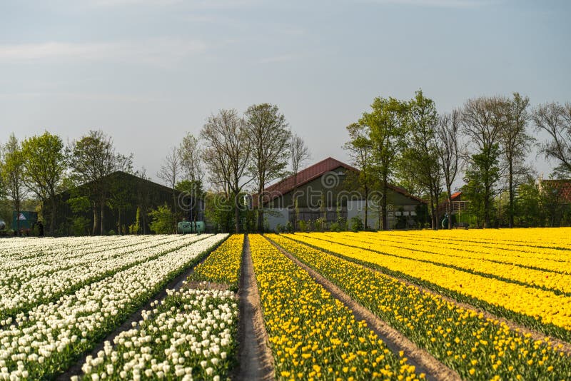 Tulip Flowers Production in Stock Image Image of