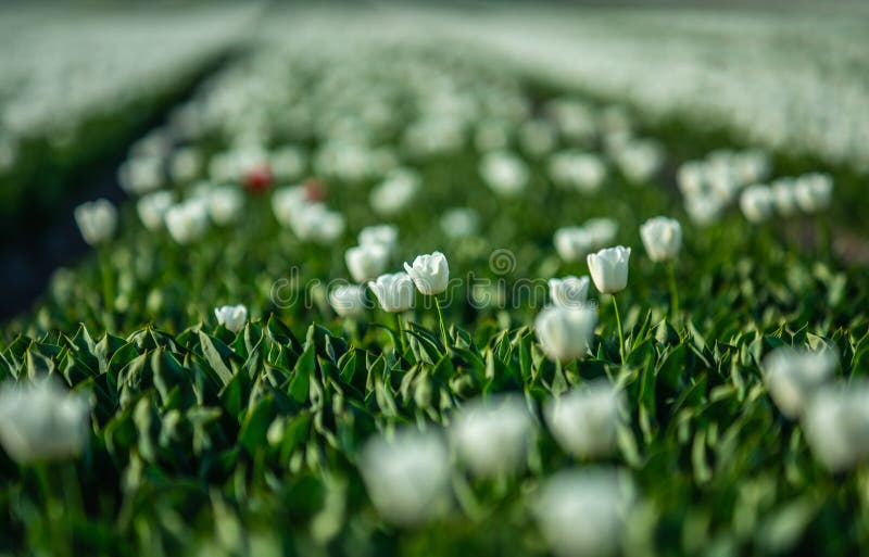 Tulip Flowers Production in Stock Image Image of