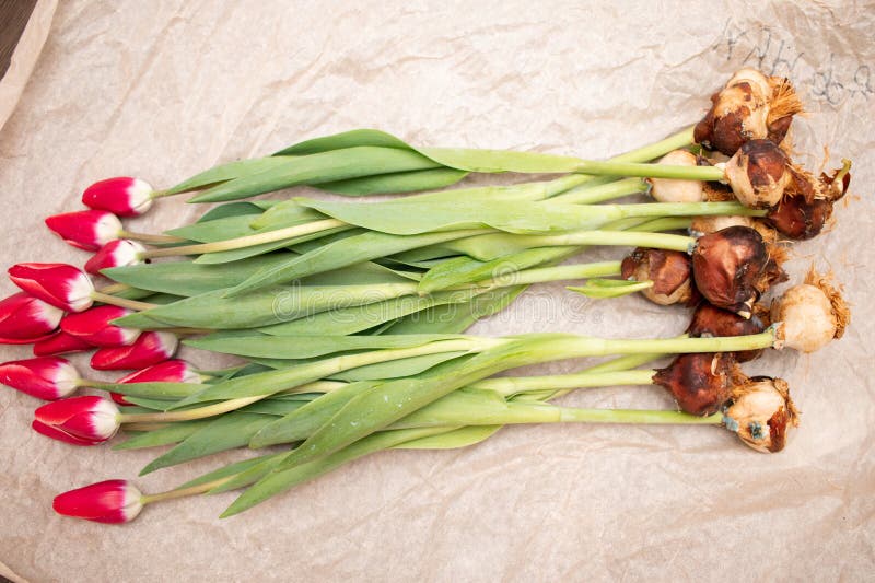 Tulip Flowers with Root Bulbs Stock Image Image of cultivation, tulip