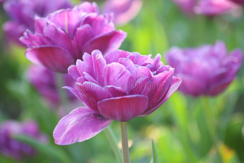 Tulip flowers - Stock Photos stock image Tulip flowers - Stock Photos stock image