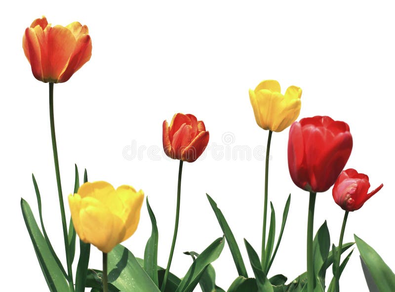 Tulip flowers on white