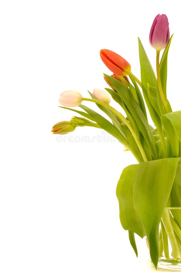 Tulip flowers on white background