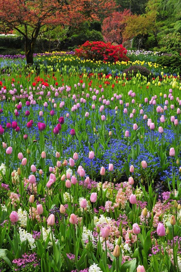 Tulip garden royalty free stock image