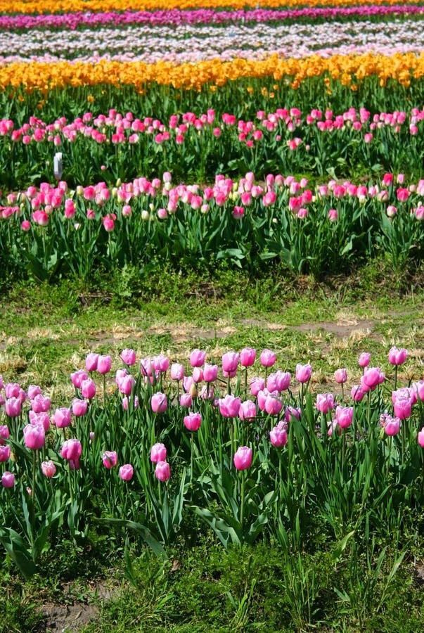 Tulip Garden stock photo. Image of bright, seasons, summer - 2169508