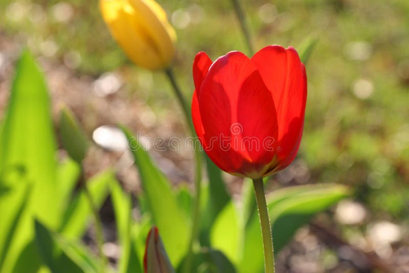 Grădină tulpină stock image