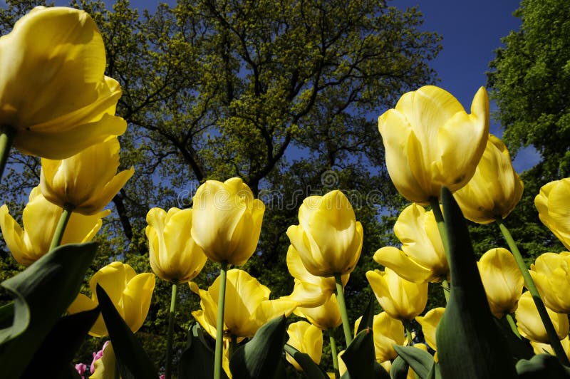 Tulip garden