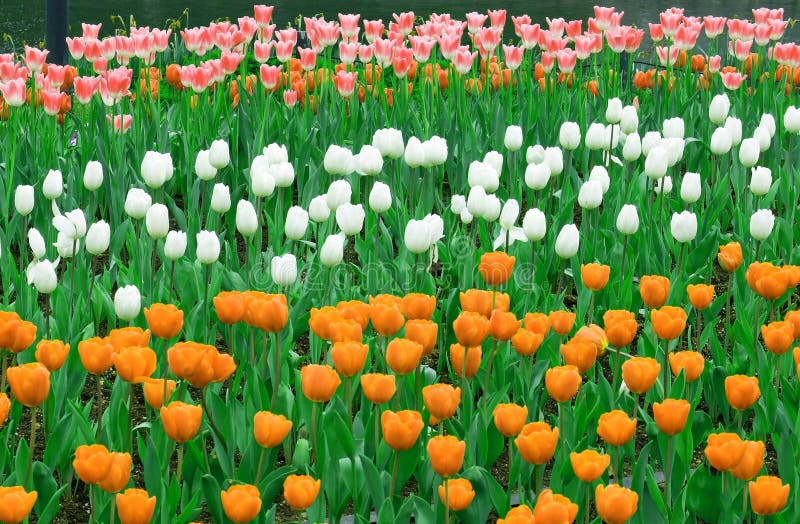 Tulip Garden Background de florescência romântica colorida imagem de stock Tulip Garden Background de florescência romântica colorida imagem de stock