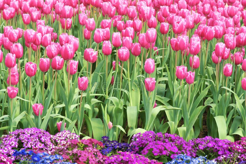 Tulip garden stock photo. Image of blooming, tulip, flowers 50773134