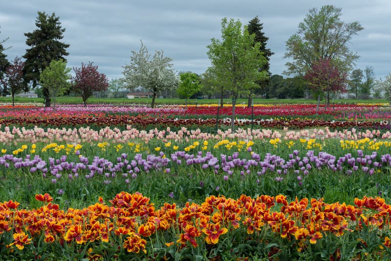 Tulip Gardens stock photo. Image of purple, cloudy, michigan 54449152