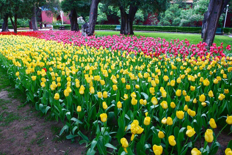 Tulip in gardens