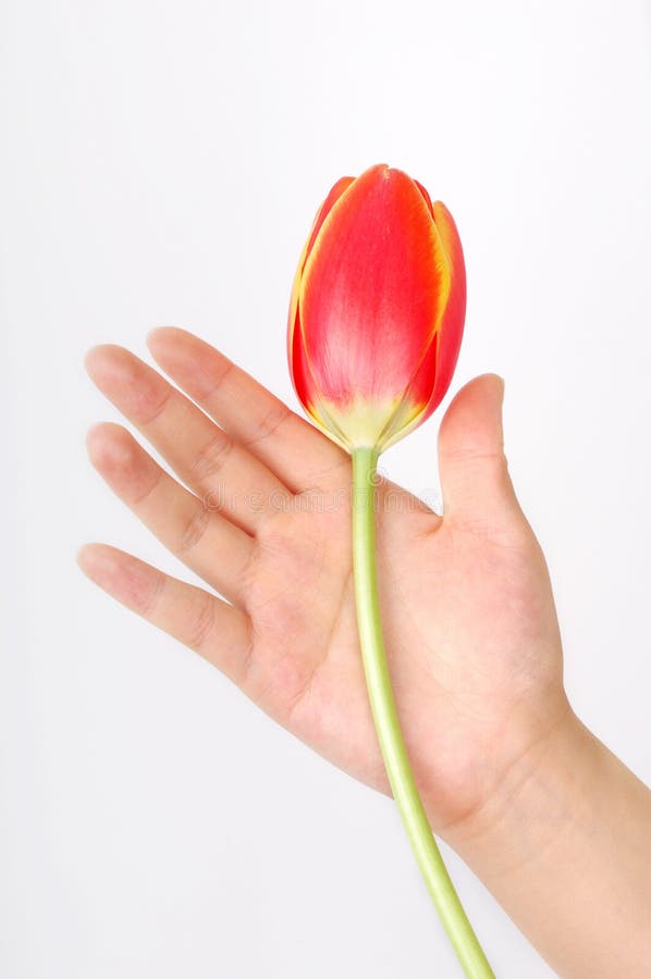 Tulip and hand