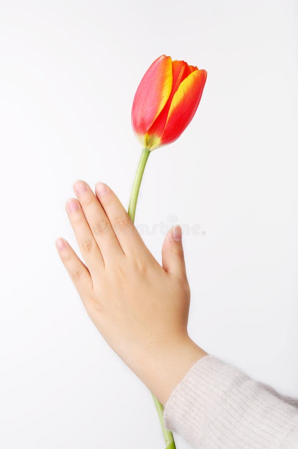 Tulip and hand