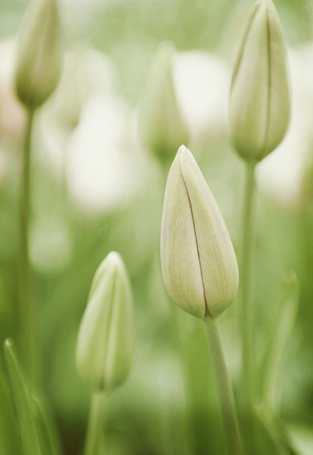 Tulip Opening stock photo. Image of flower, botanical 19087500