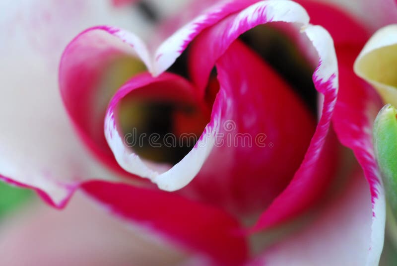 Tulip heart