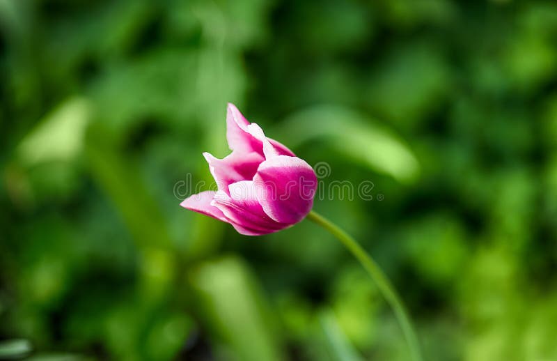 Tulip Heart`s Delight