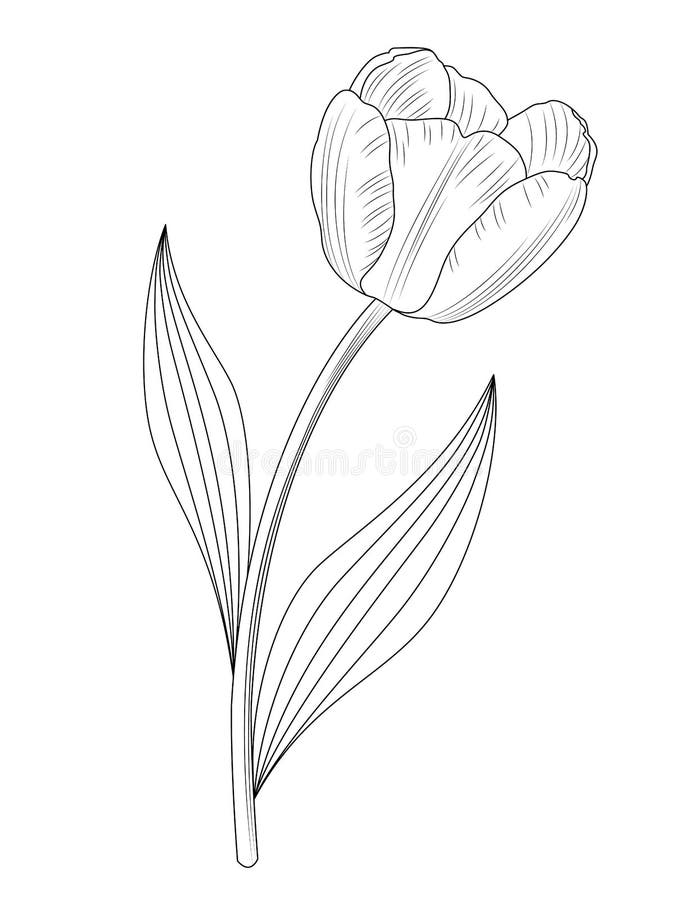 Tulip Icon Design. Doodle Style. Stock Vector - Illustration of garden ...