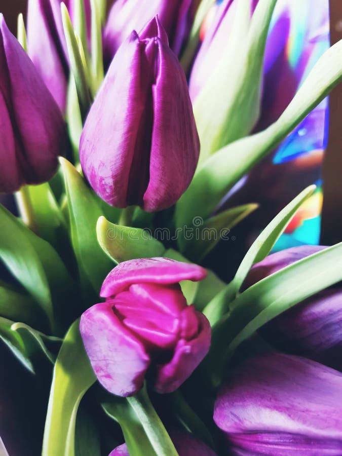 Tulip, incredibly beautiful flowers stock photos Tulip, incredibly beautiful flowers stock photos