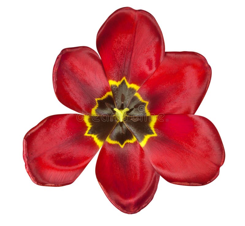 Tulip isolated - Red