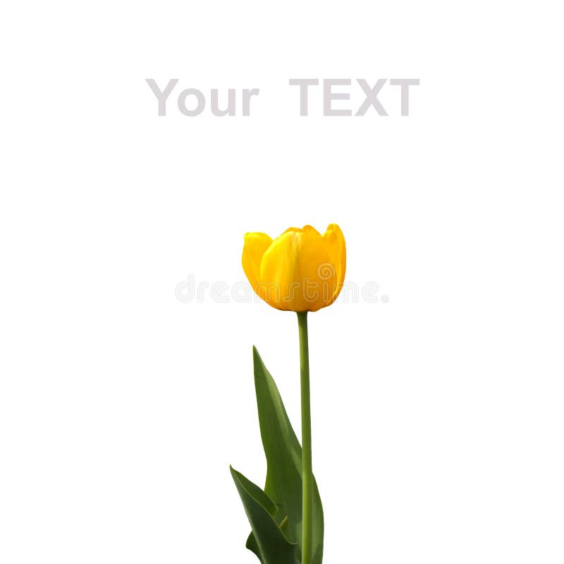 Tulip isolated on white background