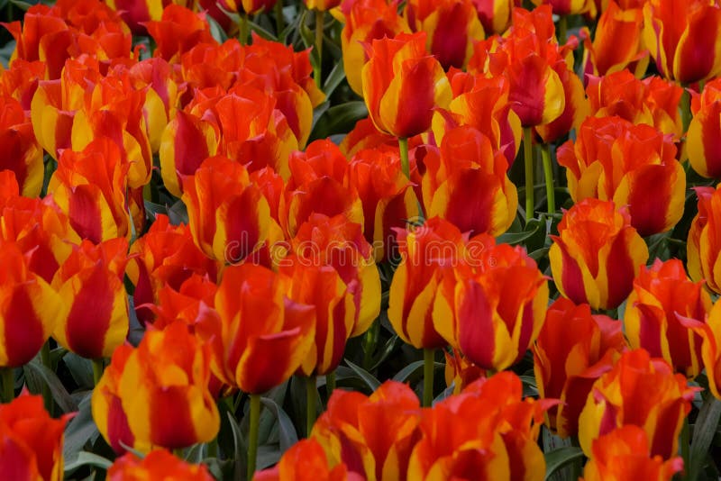 Tulip Kiev Giacimenti di fiore in fioritura nel giardino olandese Keukenhof della molla fotografia stock Tulip Kiev Giacimenti di fiore in fioritura nel giardino olandese Keukenhof della molla fotografia stock