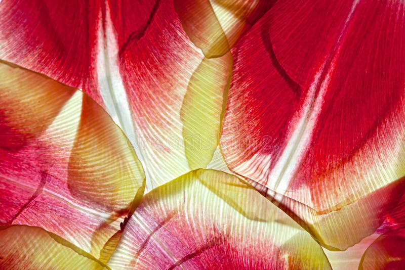 Tulip Leaves stock image. Image of color, withered, beautiful - 18432231