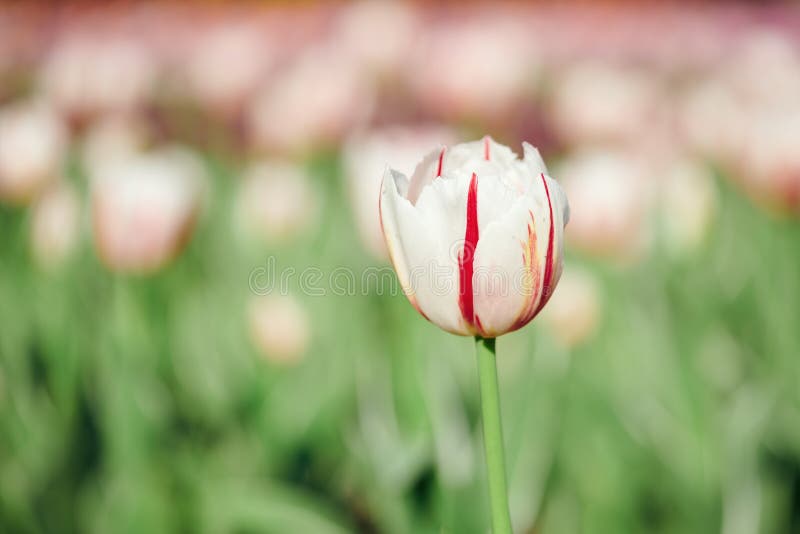 Tulip?n blanco y rojo hermoso fotos de archivo libres de regalías Tulip?n blanco y rojo hermoso fotos de archivo libres de regalías