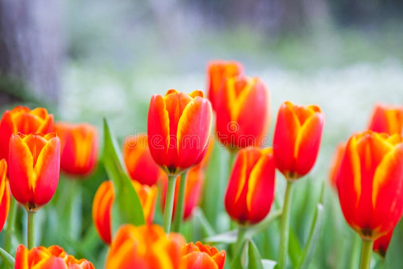 Tulip orange yellow background stock image