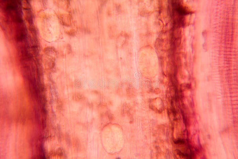 Tulip Petal at the Microscope Stock Photo Image of microscope, nature 111147918