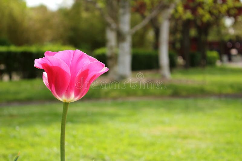 Tulip with pink petals on a background of greenery in a garden stock photography Tulip with pink petals on a background of greenery in a garden stock photography
