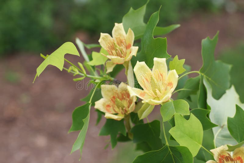 Tulip Poplar Flowers