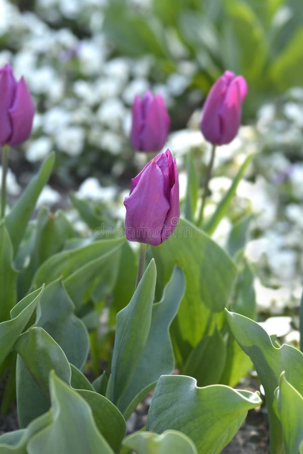Tulip Purple Prince stock photo. Image of tulip, outdoors - 274880512