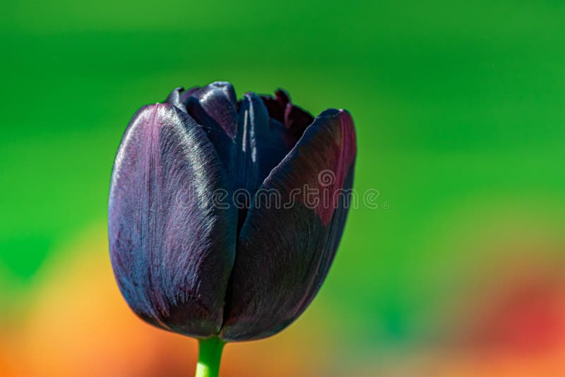 Tulip Queen of the Night. Black Tulip Flower or Blurred Background with