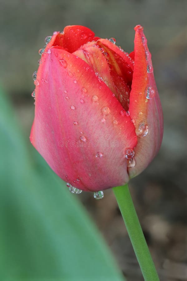 Tulip after rain