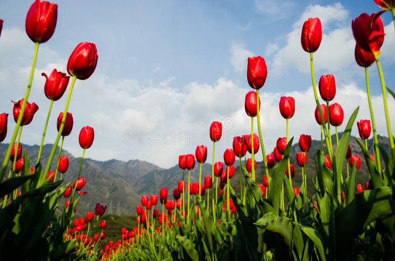 Tulip Rows Ground Level View Stock Image Image of nature